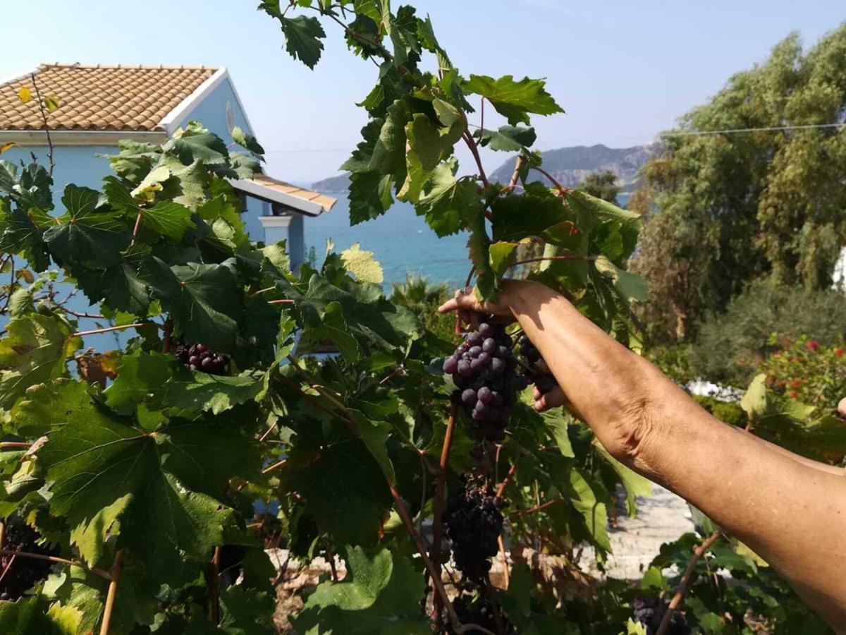 Cozy Few Mins From Corfu *